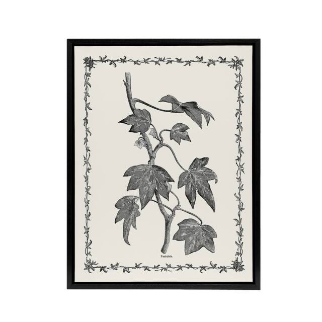 "Artery8 Vintage Botanical Pustulata Leaves Hibberd Black Framed Canvas Art in White - Size: W12"" x H16""" - image 1