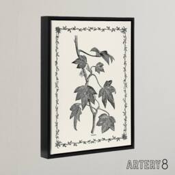 "Artery8 Vintage Botanical Pustulata Leaves Hibberd Black Framed Canvas Art in White - Size: W12"" x H16""" - thumbnail 2