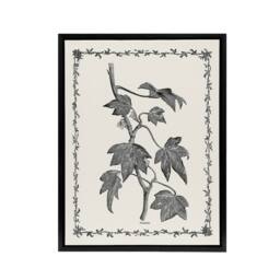 "Artery8 Vintage Botanical Pustulata Leaves Hibberd Black Framed Canvas Art in White - Size: W12"" x H16""" - thumbnail 1