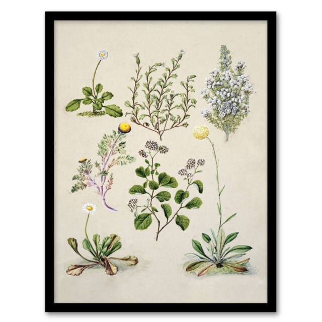 "Artery8 Native New Zealand Wildflowers Artwork Featon Framed Wall Art Print in Beige - Size: W12"" x H16""" - image 1