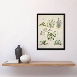 "Artery8 Native New Zealand Wildflowers Artwork Featon Framed Wall Art Print in Beige - Size: W12"" x H16""" - thumbnail 4