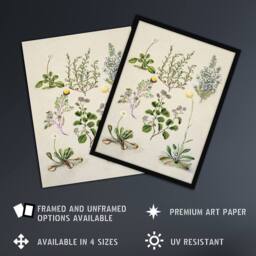 "Artery8 Native New Zealand Wildflowers Artwork Featon Framed Wall Art Print in Beige - Size: W12"" x H16""" - thumbnail 2