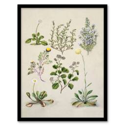 "Artery8 Native New Zealand Wildflowers Artwork Featon Framed Wall Art Print in Beige - Size: W12"" x H16""" - thumbnail 1