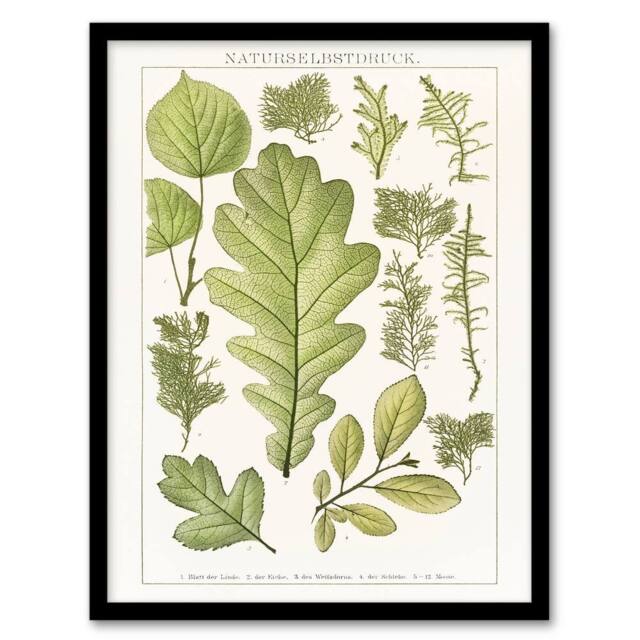Artery8 Brockhaus Lexikon Framed Wall Art Print Plant Lover Botanical Leaves in White - Size: A4 - image 1