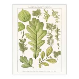 Artery8 Brockhaus Lexikon Framed Wall Art Print Plant Lover Botanical Leaves in White - Size: A4 - thumbnail 3