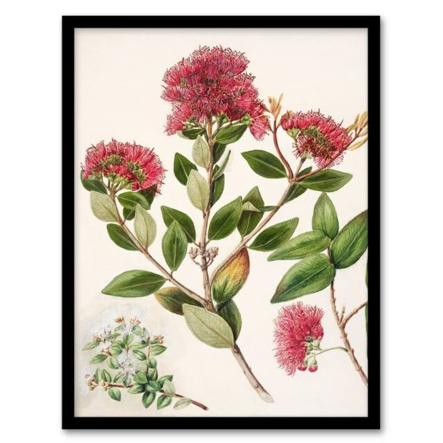 Artery8 Sarah Featon Framed Wall Art New Zealand Rata Flowers Illustration in Beige - Size: A4 - image 1
