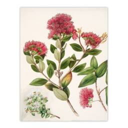Artery8 Sarah Featon Framed Wall Art New Zealand Rata Flowers Illustration in Beige - Size: A4 - thumbnail 3