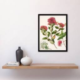 Artery8 Sarah Featon Framed Wall Art New Zealand Rata Flowers Illustration in Beige - Size: A4 - thumbnail 2