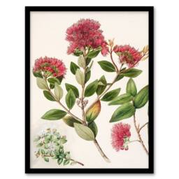 Artery8 Sarah Featon Framed Wall Art New Zealand Rata Flowers Illustration in Beige - Size: A4 - thumbnail 1