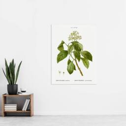 "Artery8 Climbing Hydrangea Flowers Redoute Vintage Wall Art Print Poster in White - Size: W12"" x H16""" - thumbnail 4