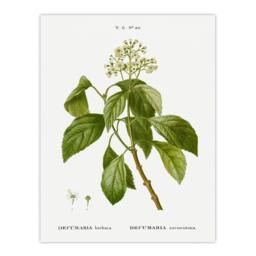"Artery8 Climbing Hydrangea Flowers Redoute Vintage Wall Art Print Poster in White - Size: W12"" x H16""" - thumbnail 1