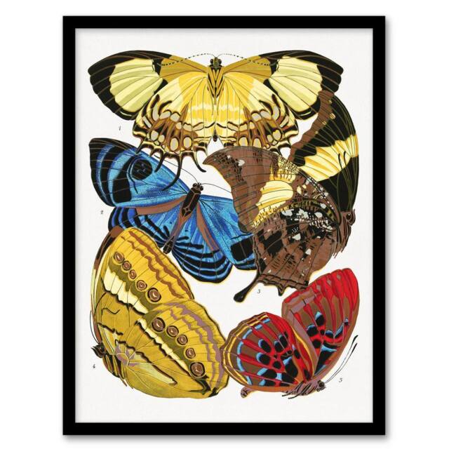 Artery8 Vintage Butterflies Yellow Red Blue Vintage Framed Wall Art Print Seguy - Size: A4 - image 1