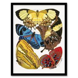 Artery8 Vintage Butterflies Yellow Red Blue Vintage Framed Wall Art Print Seguy - Size: A4 - thumbnail 1