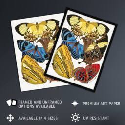 Artery8 Vintage Butterflies Yellow Red Blue Vintage Framed Wall Art Print Seguy - Size: A4 - thumbnail 2