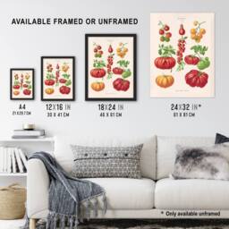 Artery8 Tomatoes or Love Apples Ernst Benary Framed Wall Art Print in White - Size: A4 - thumbnail 3