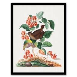 Artery8 Eurasian Wren & Raspberry Plant Bolton Framed Wall Art Print - Size: A4 - thumbnail 1
