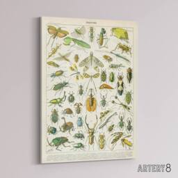 "Artery8 Millot Encyclopedia Page Beetles Insects Canvas Wall Art Print - Size: W24"" x H32""" - thumbnail 2