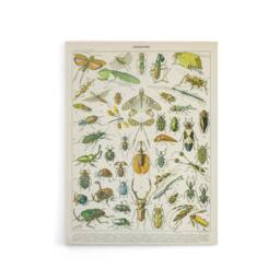 "Artery8 Millot Encyclopedia Page Beetles Insects Canvas Wall Art Print - Size: W24"" x H32""" - thumbnail 1