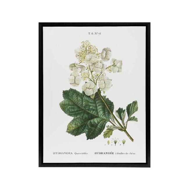 "Artery8 Oakleaf Hydrangea Flowers Redoute Vintage Black Framed Canvas Wall Art in White - Size: W18"" x H24""" - image 1