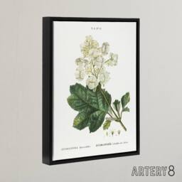 "Artery8 Oakleaf Hydrangea Flowers Redoute Vintage Black Framed Canvas Wall Art in White - Size: W18"" x H24""" - thumbnail 2