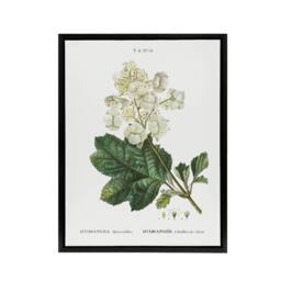 "Artery8 Oakleaf Hydrangea Flowers Redoute Vintage Black Framed Canvas Wall Art in White - Size: W18"" x H24""" - thumbnail 1