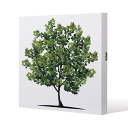 Benjamin Tate Design Tree (Canvas Print) / 46 x 46 x 4cm in Natural - Size: 46 x 46 x 4 cm - thumbnail 1