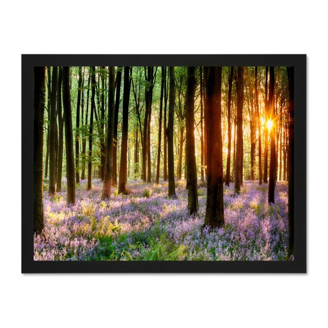 "Artery8 Wall Art Print Bluebell Wood Sunrise Trees Photo Art Large Framed Wall Décor Art in White - Size: W18"" x H24""" - image 1