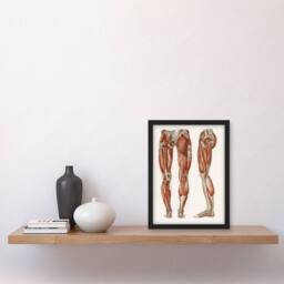 Artery8 Carl Ernst Bock Framed Wall Art Print Leg & Feet Muscle Anatomy in White - Size: A4 - thumbnail 2