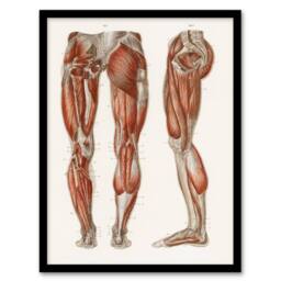 Artery8 Carl Ernst Bock Framed Wall Art Print Leg & Feet Muscle Anatomy in White - Size: A4 - thumbnail 1