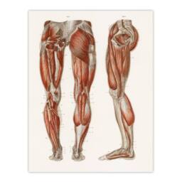 Artery8 Carl Ernst Bock Framed Wall Art Print Leg & Feet Muscle Anatomy in White - Size: A4 - thumbnail 3