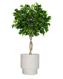 Dibor Medium Beige Fibre Clay Indoor Outdoor Garden Planter Houseplant Flower Plant Pot H30 x Dia 30cm - thumbnail 2