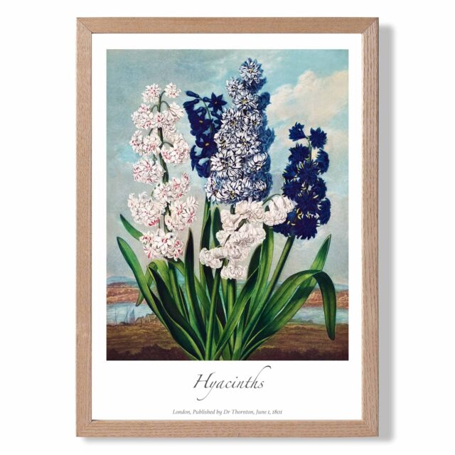 ARTZE Vintage Floral Exhibition - Hyacinth Flowers Framed Print SIZE: A4 with Oak Frame in Green - image 1