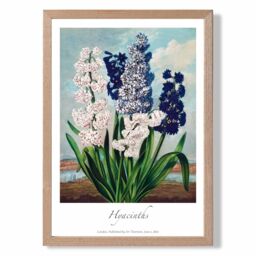 ARTZE Vintage Floral Exhibition - Hyacinth Flowers Framed Print SIZE: A4 with Oak Frame in Green