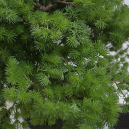 Leaf 50cm Artificial Luxury Pine Bonsai Tree in Green - thumbnail 3