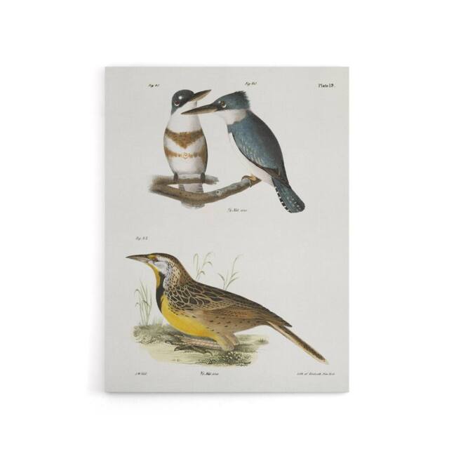 "Artery8 James De Kay Belted Kingfisher & Meadow Lark Canvas Wall Art Print in White - Size: W12"" x H16""" - image 1