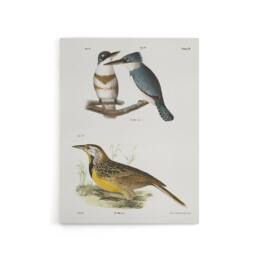 "Artery8 James De Kay Belted Kingfisher & Meadow Lark Canvas Wall Art Print in White - Size: W12"" x H16""" - thumbnail 1