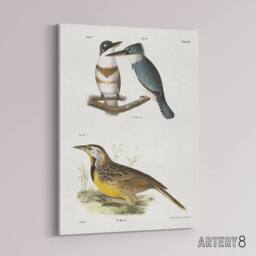 "Artery8 James De Kay Belted Kingfisher & Meadow Lark Canvas Wall Art Print in White - Size: W12"" x H16""" - thumbnail 2