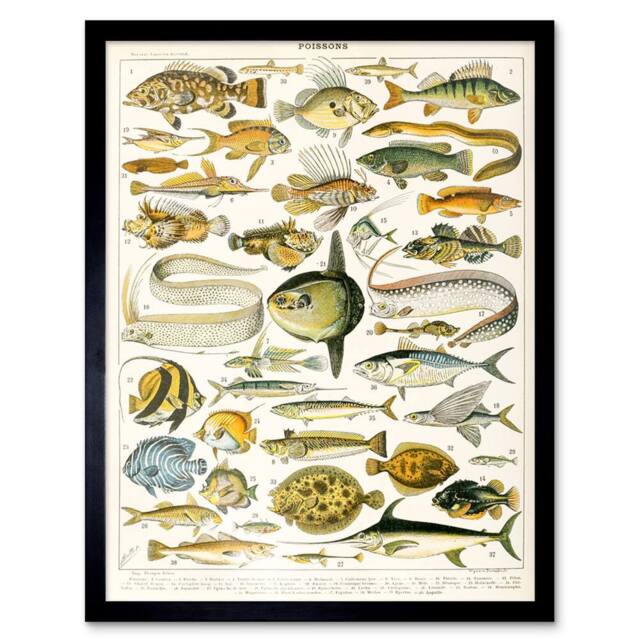 "Artery8 Millot Encyclopedia Page Variety Sea Fish 12x16"" Framed Wall Art Print - Size: W12"" x H16""" - image 1