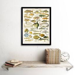 "Artery8 Millot Encyclopedia Page Variety Sea Fish 12x16"" Framed Wall Art Print - Size: W12"" x H16""" - thumbnail 2