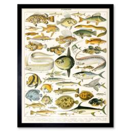 "Artery8 Millot Encyclopedia Page Variety Sea Fish 12x16"" Framed Wall Art Print - Size: W12"" x H16""" - thumbnail 1
