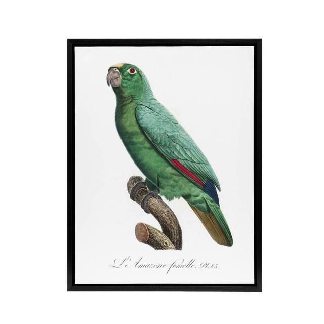"Artery8 Yellow Crowned Amazon Parrot Levaillant Framed Canvas Wall Art Print in White - Size: W18"" x H24""" - image 1