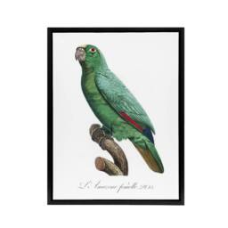 "Artery8 Yellow Crowned Amazon Parrot Levaillant Framed Canvas Wall Art Print in White - Size: W18"" x H24""" - thumbnail 1