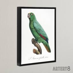 "Artery8 Yellow Crowned Amazon Parrot Levaillant Framed Canvas Wall Art Print in White - Size: W18"" x H24""" - thumbnail 2