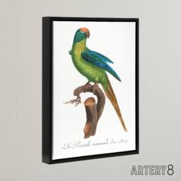 "Artery8 The Peach Fronted Parakeet Levaillant Framed Canvas Wall Art Print in White - Size: W24"" x H32""" - thumbnail 2