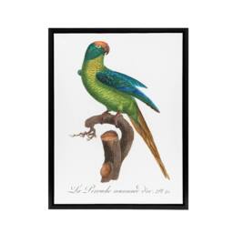 "Artery8 The Peach Fronted Parakeet Levaillant Framed Canvas Wall Art Print in White - Size: W24"" x H32""" - thumbnail 1