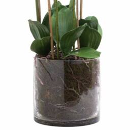 Lemon Pavilion Furniture and Decor Large Tall Orchid in Glass Pot Artificial Flower - L57 x W57 x H126 cm in White - thumbnail 3
