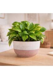 KDMD Hortus Pink & White Bordeaux Stoneware Pot 14.5cm H x 25cm Dia - thumbnail 5