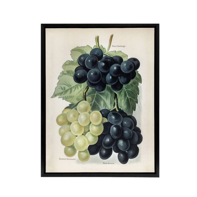 "Artery8 Vintage Illustration of Grape Varieties Wright Framed Canvas Wall Art in White - Size: W12"" x H16""" - image 1