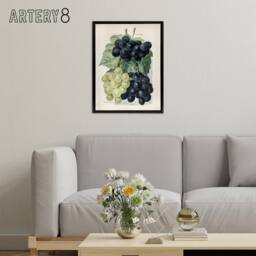 "Artery8 Vintage Illustration of Grape Varieties Wright Framed Canvas Wall Art in White - Size: W12"" x H16""" - thumbnail 3