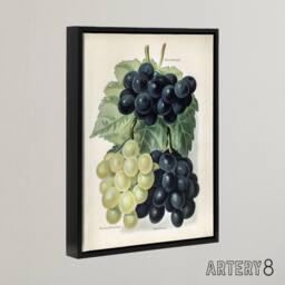 "Artery8 Vintage Illustration of Grape Varieties Wright Framed Canvas Wall Art in White - Size: W12"" x H16""" - thumbnail 2